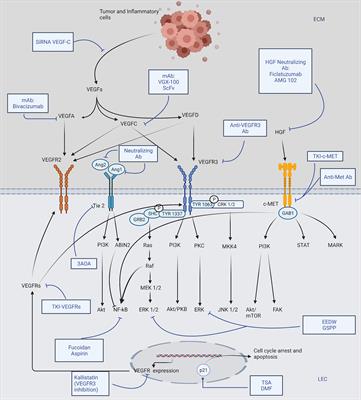 Advances in Drugs Targeting Lymphangiogenesis for Preventing Tumor Progression and Metastasis